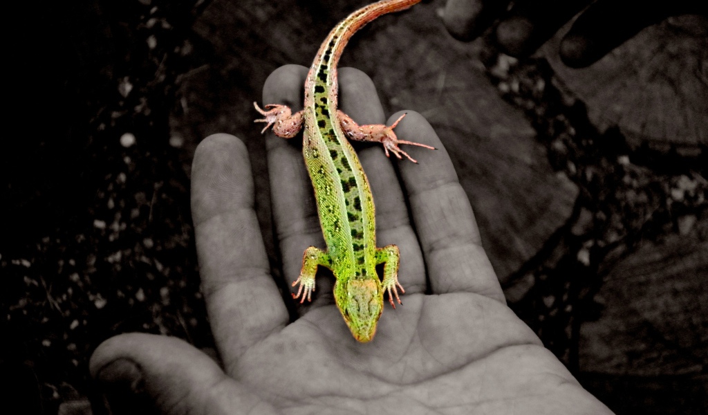 Зеленая ящерица на руке