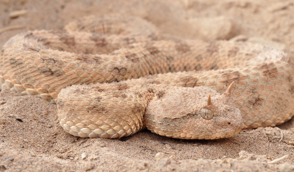 Змея рогатая гадюка