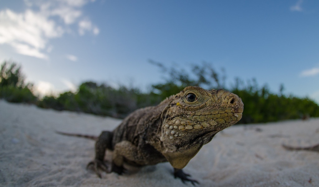 Ящерица на песке пляжа
