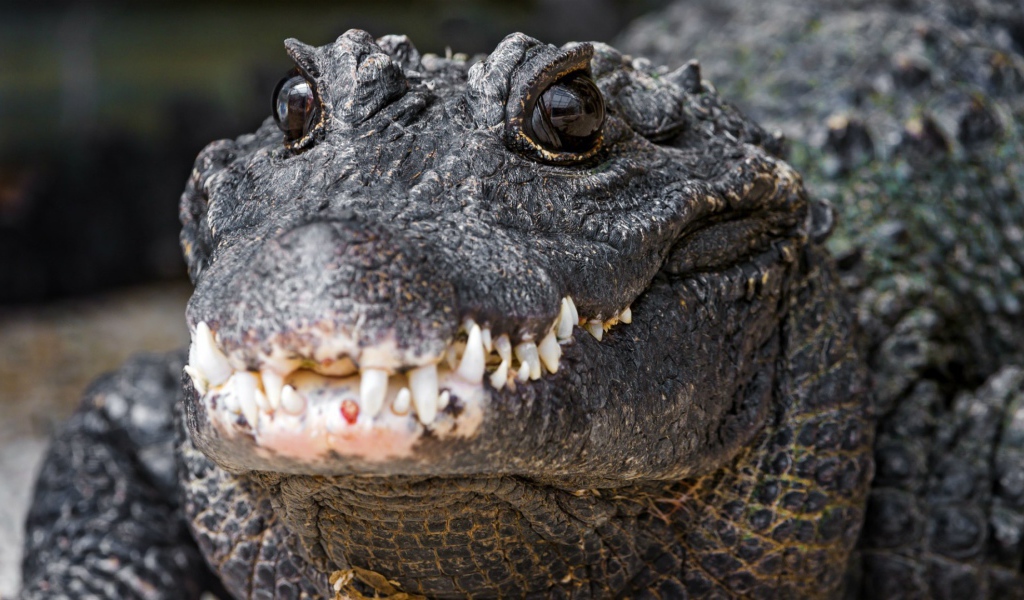 Зубы нильского крокодила