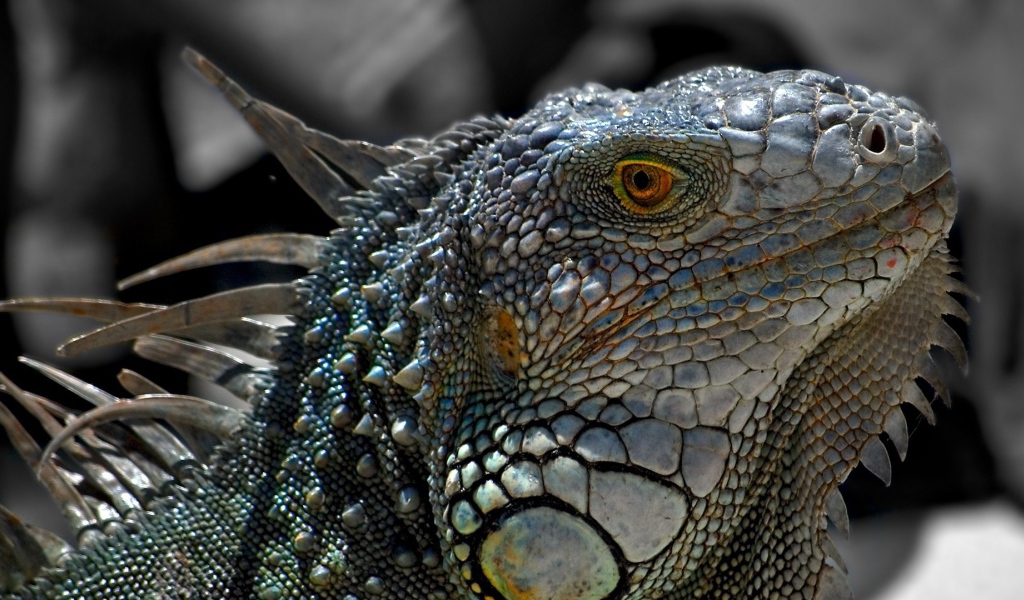 Обыкновенная серая игуана