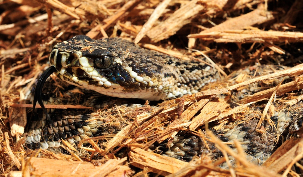 Змея в опилках