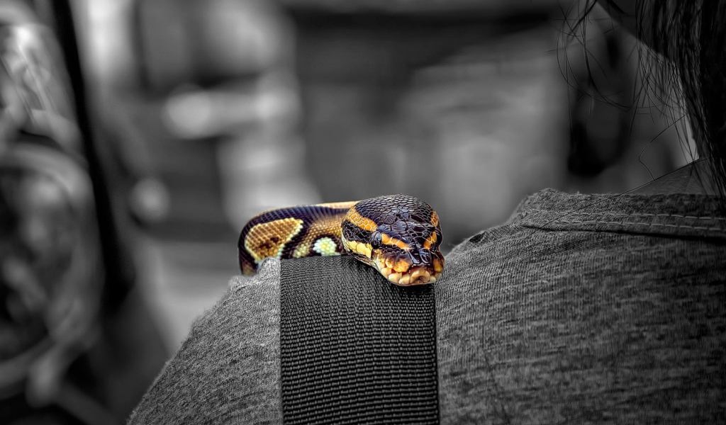 Змея на плече