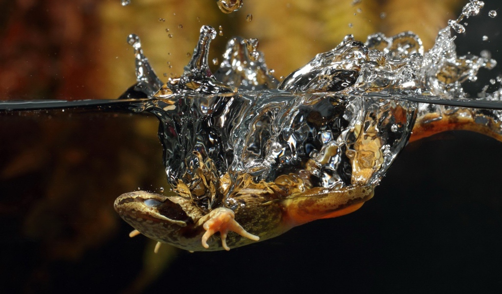 Ящерица упала в воду