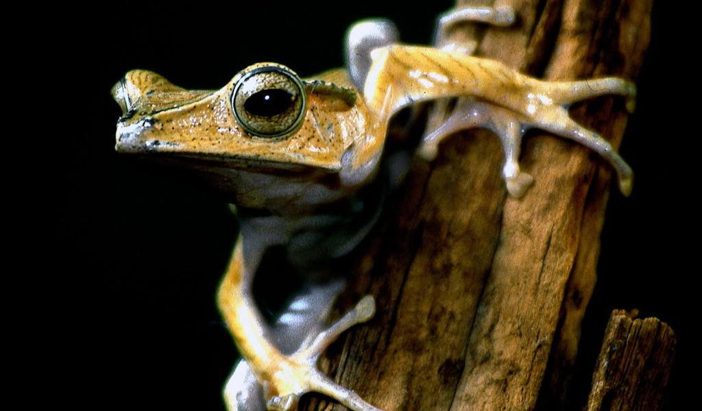 Древесная лягушка на ветке