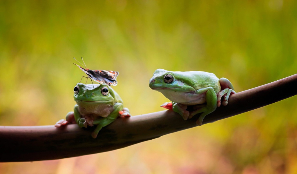 Two frogs sitting on a branch