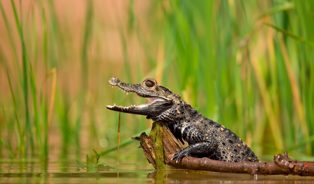 Молодой крокодил в болоте