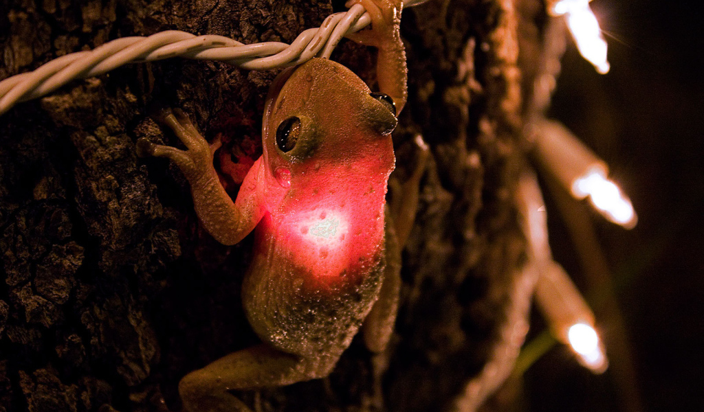 Лягушка проглотила лампочку
