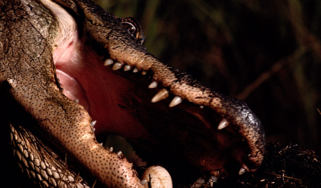 Заботливая мама крокодил