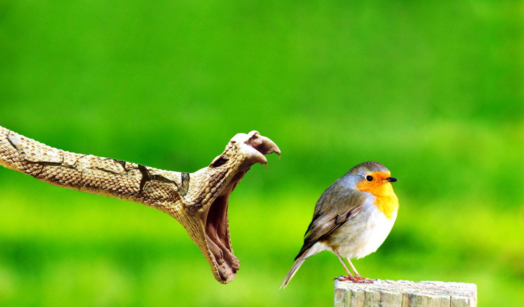 	   Snake catches a bird