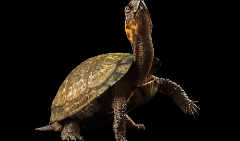 Черепаха на черном фоне