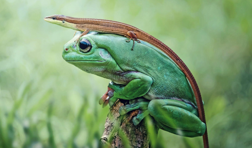 Ящерица верхом на лягушке