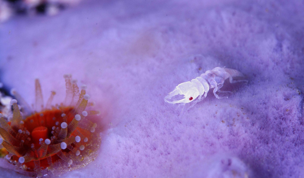 Прозрачное ракообразное животное