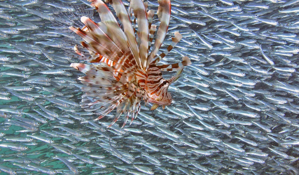 Стая мелкой рыбы