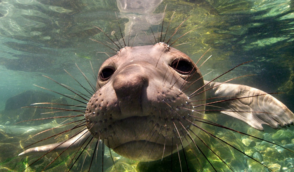 Животное морской слон