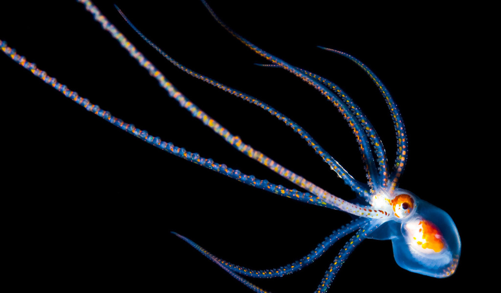 Детеныш осьминога