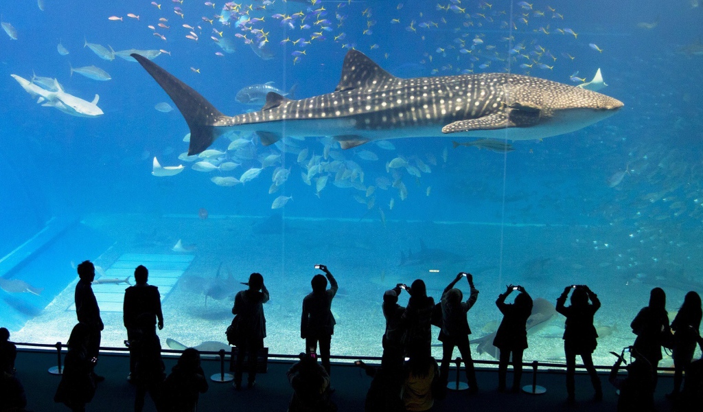 Большая рыба в океанариуме