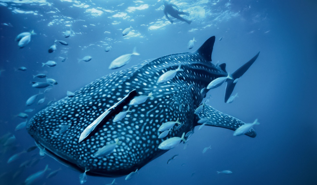 Большая пятнистая рыба в море