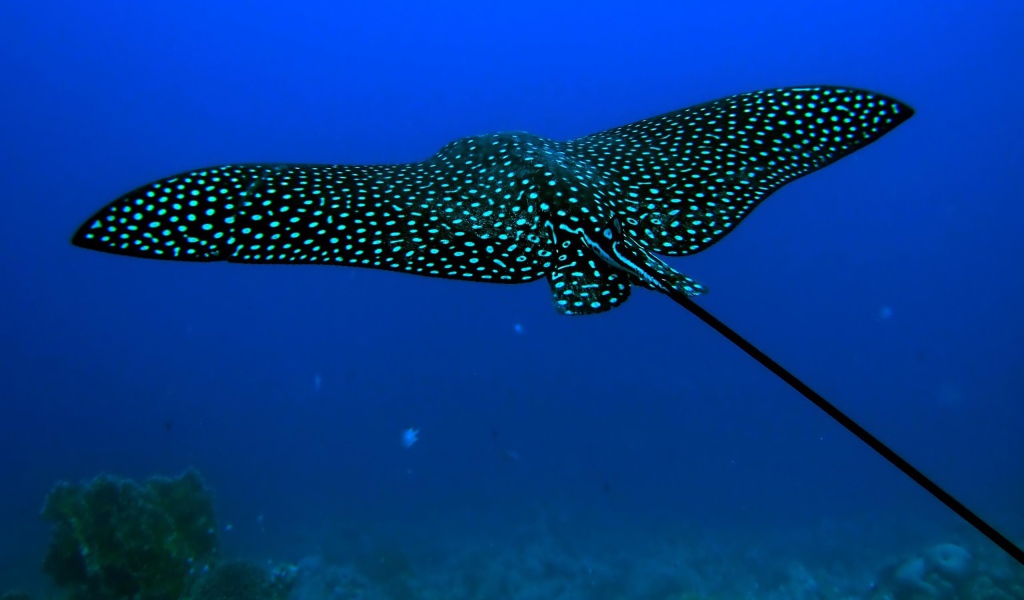 Черный скат стингрей