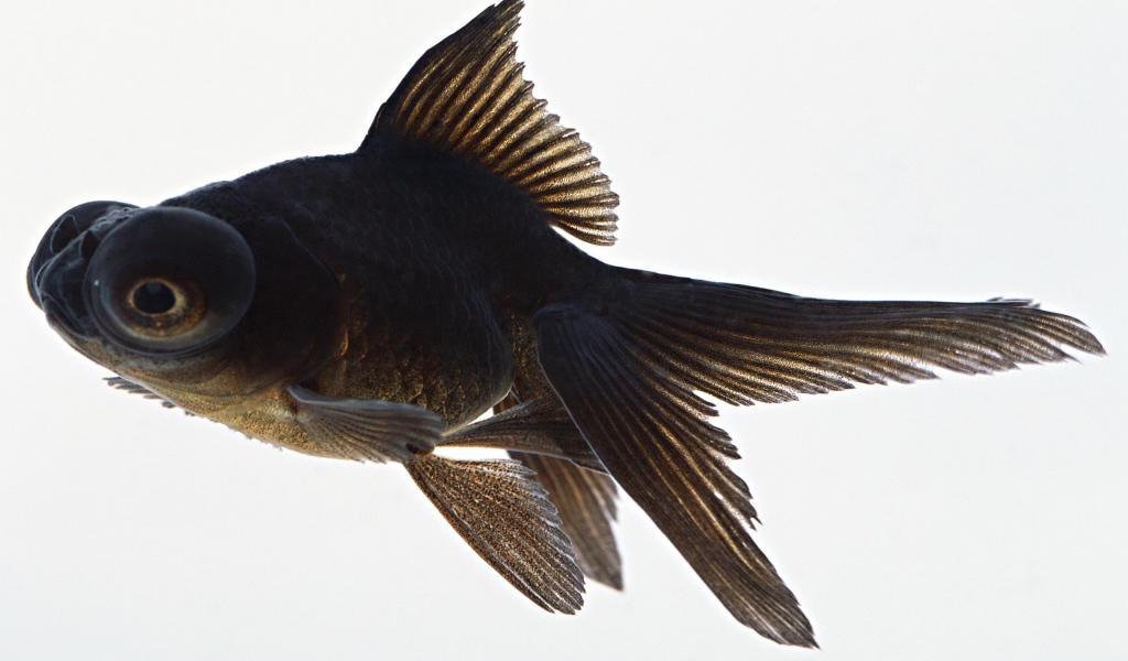 Черная аквариумная рыбка