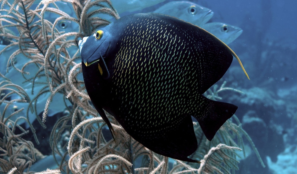 Черная тропическая рыбка