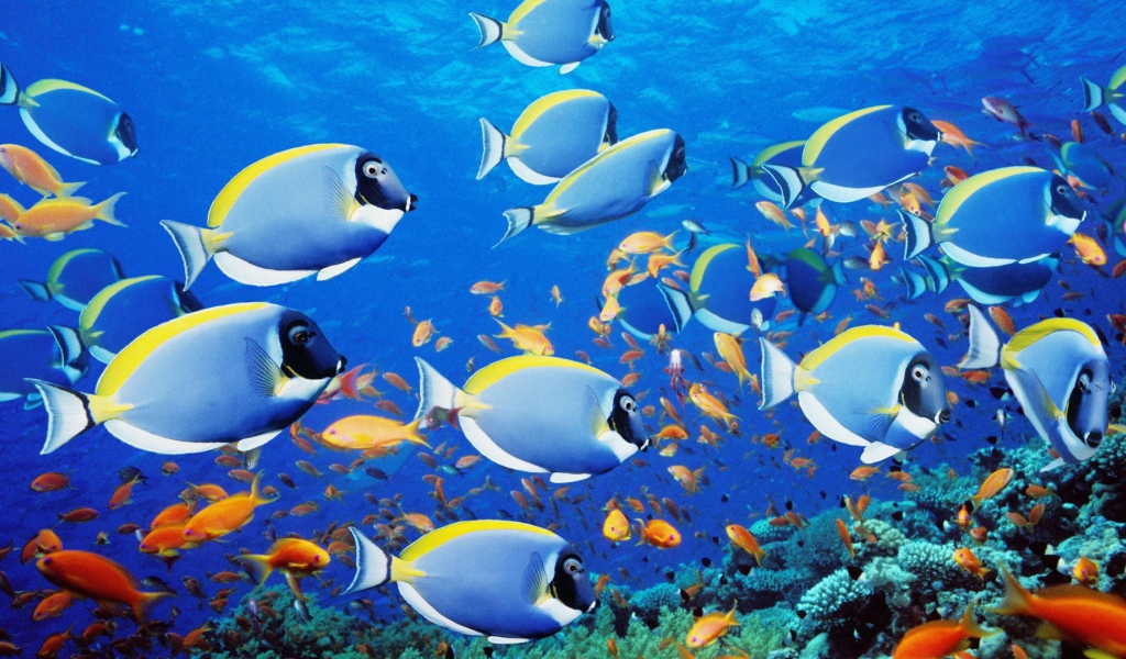 Голубые рыбки в тропиках