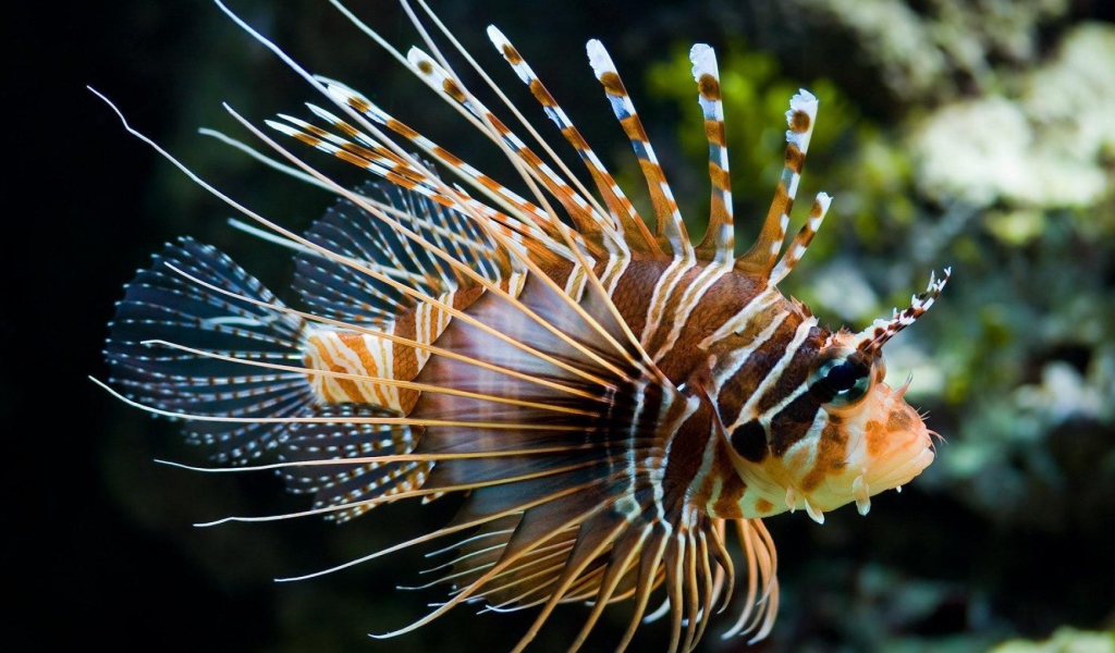 Яркая рыба лев в тропическом море