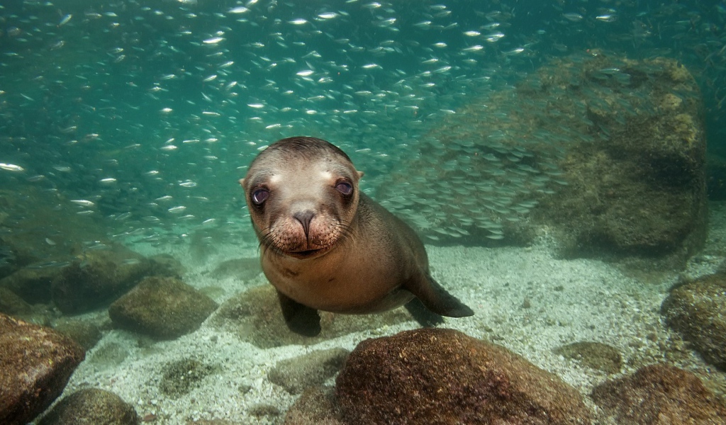 Калифорнийский морской лев