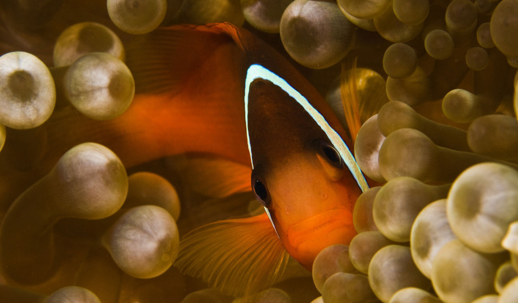 Коралловая  рыбка спряталась