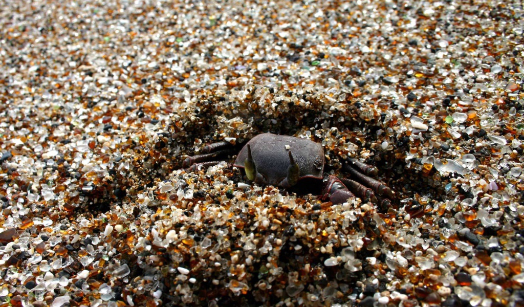 Краб зарывается в песок