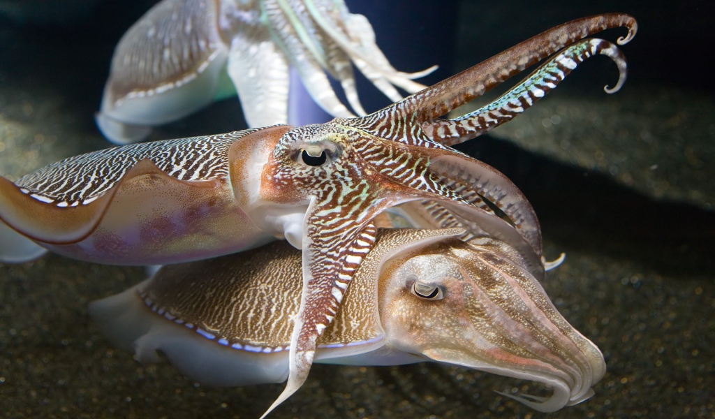 Каракатицы в аквариуме