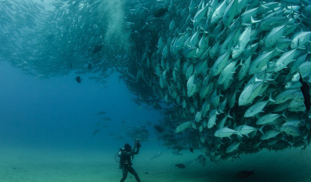 Дайвер в океане фотографирует рыб