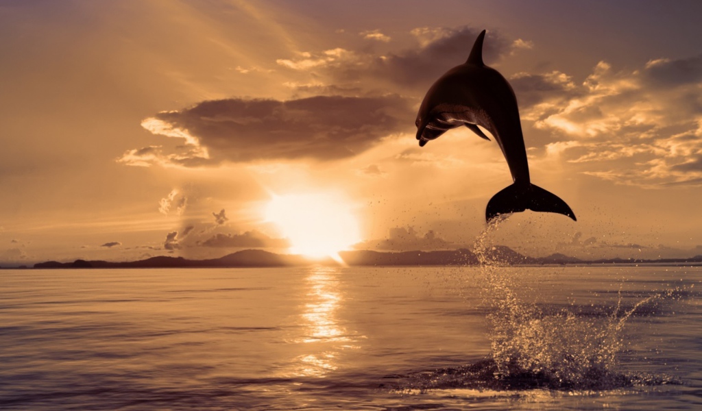 Dolphin jumping out of high water