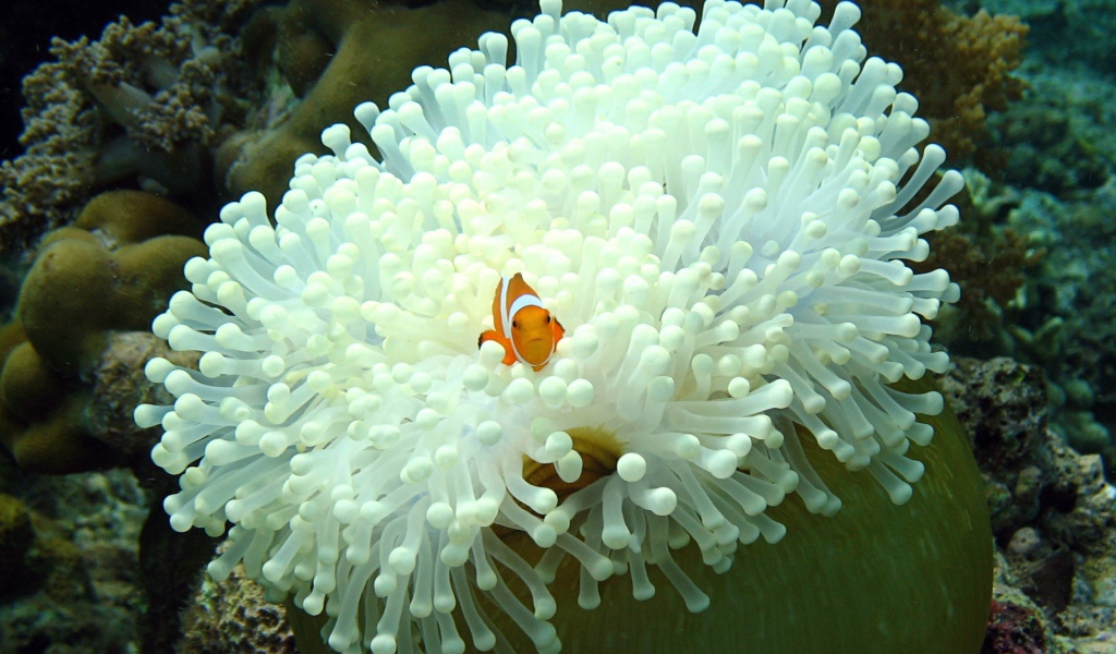 Рыба среди белых анемон