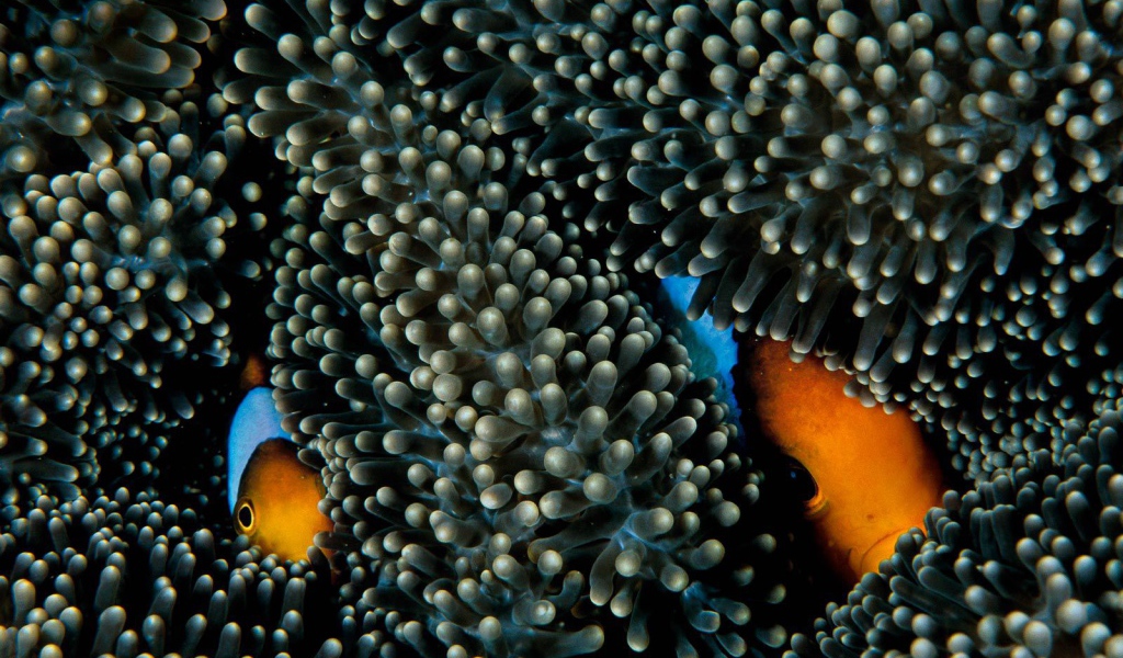 Fish hiding in the coral