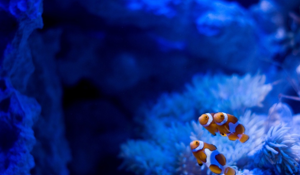Рыбы на фоне голубых анемон