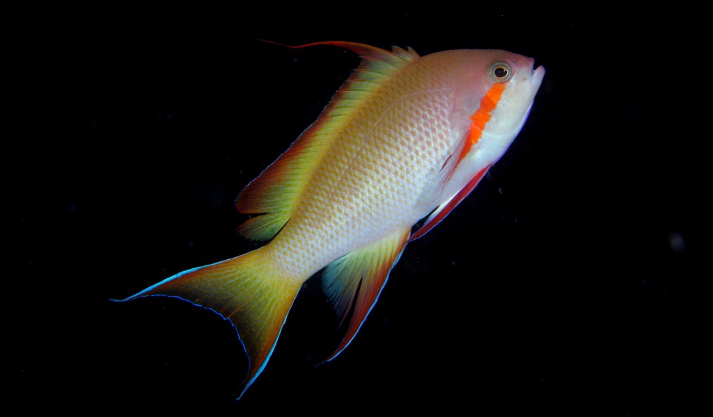Рыба с оранжевой полосой у глаза