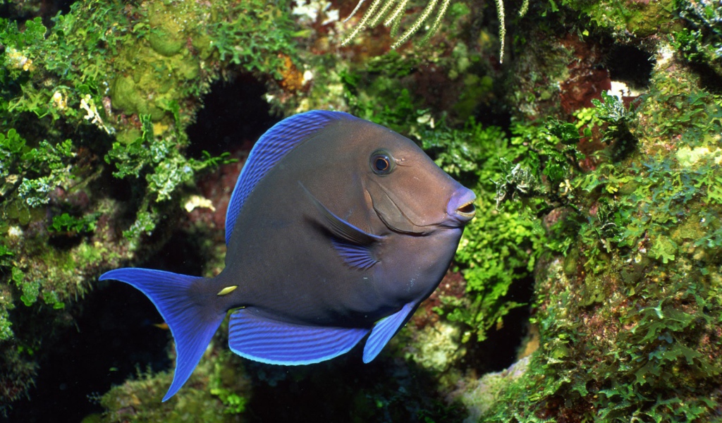 Рыба с голубыми плавниками