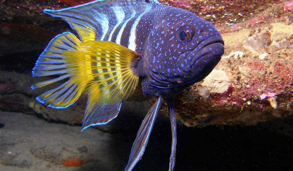 Рыба с желтыми плавниками из тропического моря