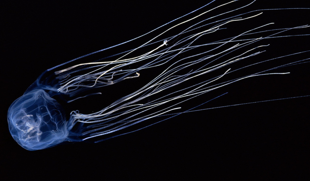 Светящаяся медуза