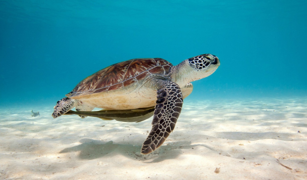 Зеленая морская черепаха