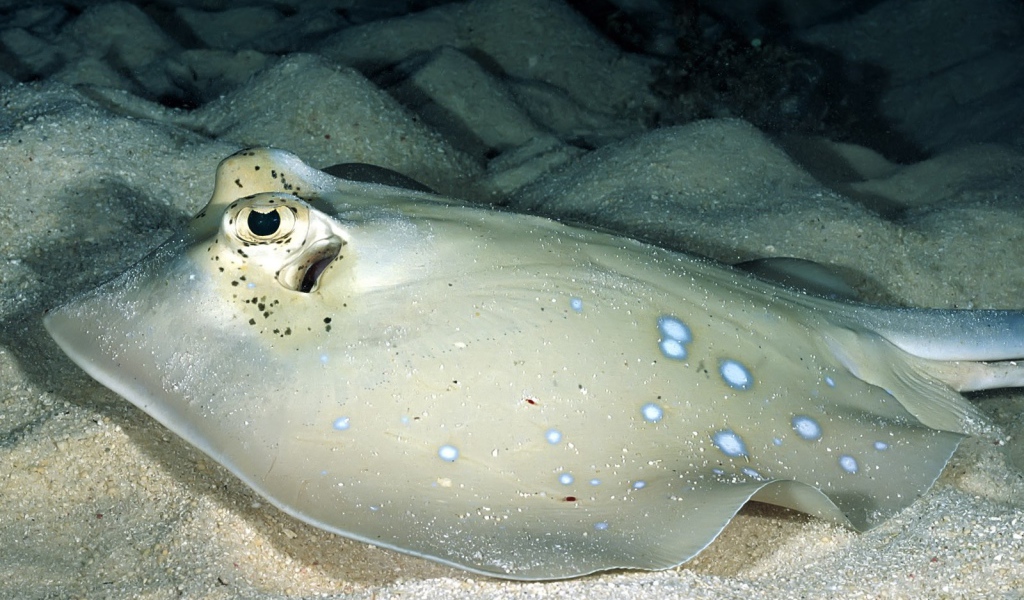 Серый скат на песчаном дне моря