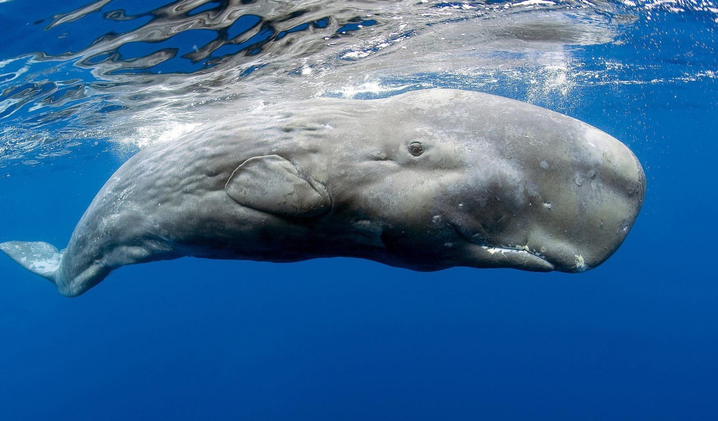 Касатка в голубой воде