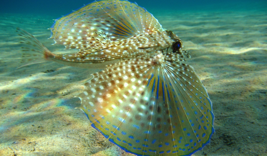 Большие плавники у рыбы