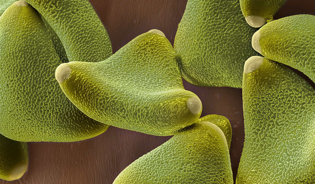 Жизнь под водой