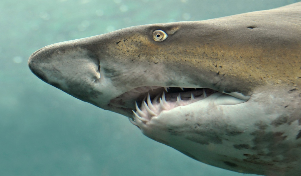 Морда свирепой акулы
