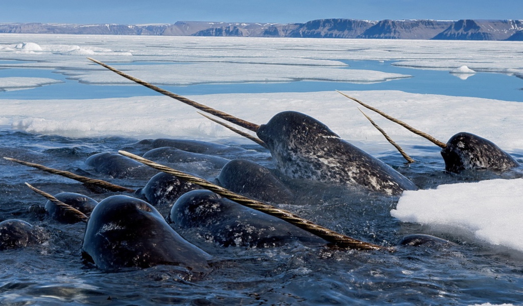 Нарвалы среди льдов