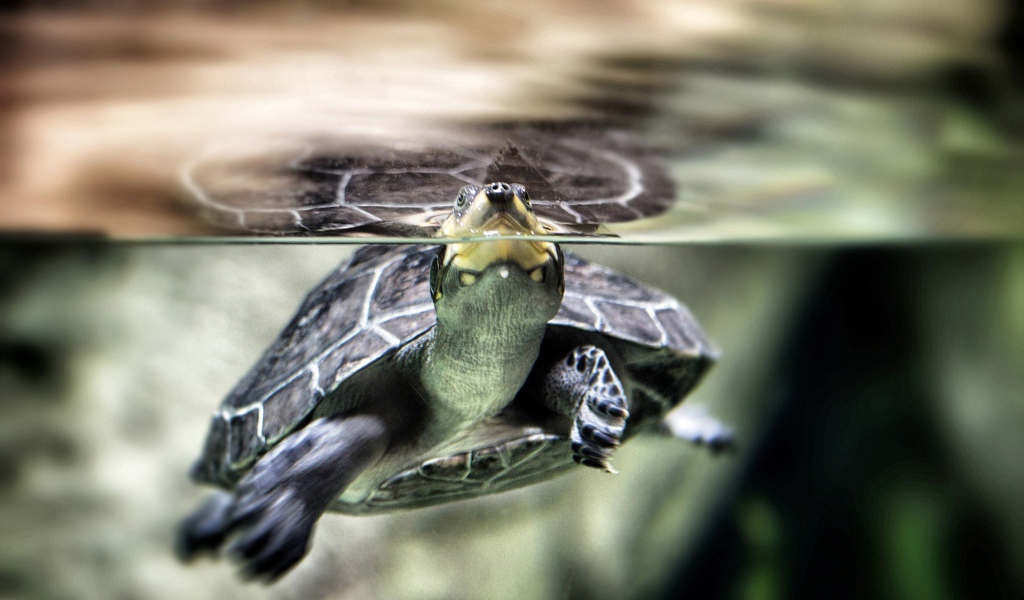 Нос черепахи торчит из воды