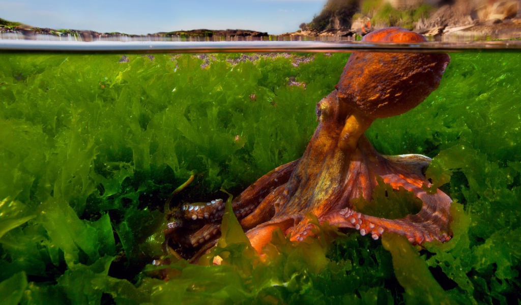 Осьминог в зарослях водорослей