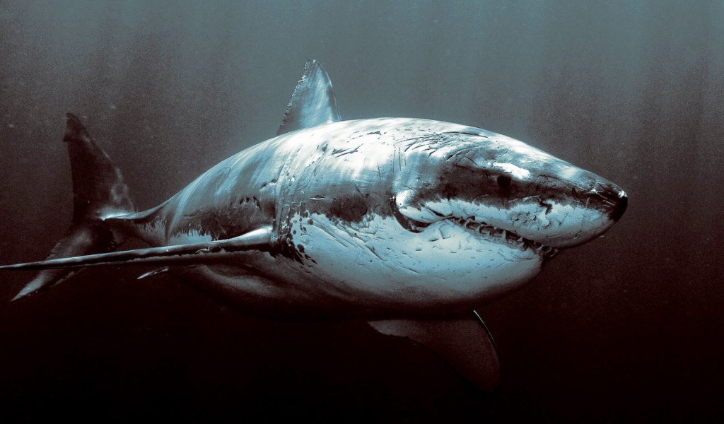 Старая потрепанная акула